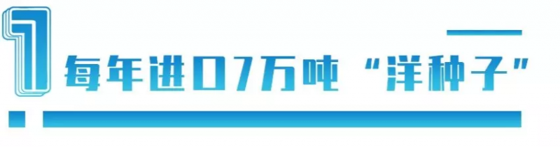 中國每年進口7萬噸“洋種子”:14億人的飯碗,能端穩嗎?