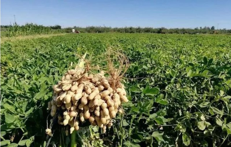 胡春華副總理強調:要把擴種大豆油料擺在突出重要位置來抓,提高油菜機械化水平 胡春華副總理強調:要把擴種大豆油料擺在突出重要位置來抓,提高油菜機械化水平