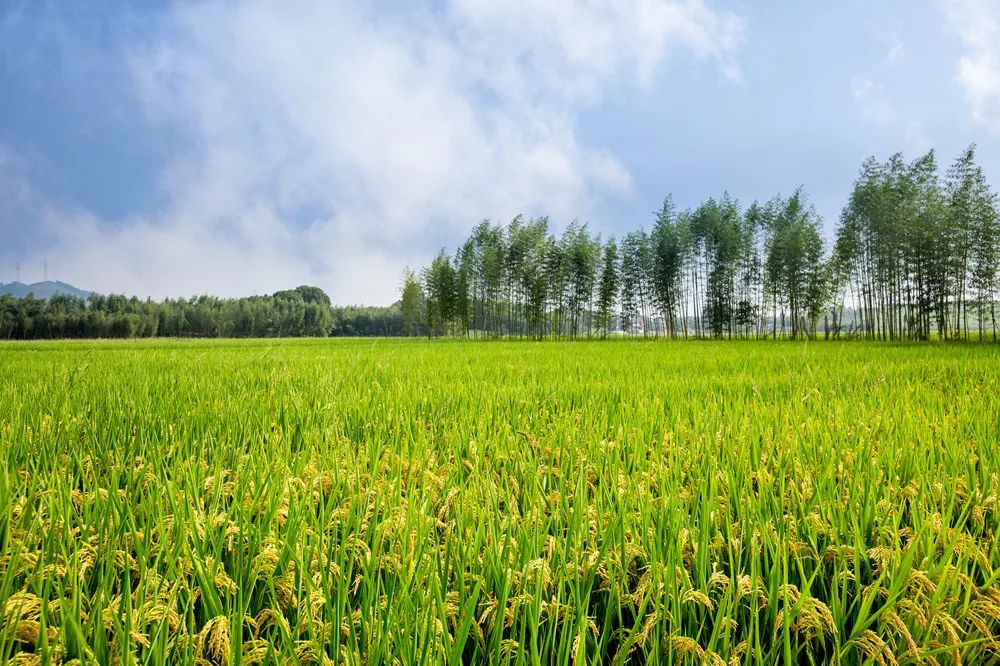 陳錫文:糧食安全的概念要延伸 陳錫文:糧食安全的概念要延伸
