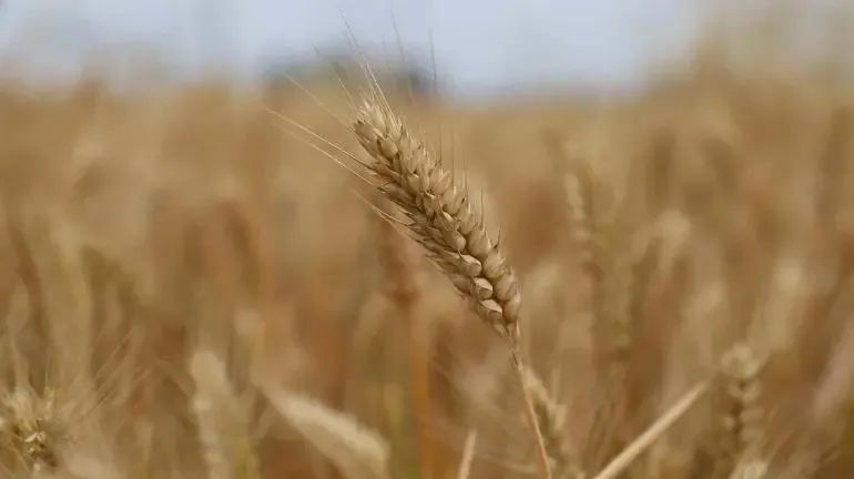 穩了!“中原糧倉”實現麥收供需對接全覆蓋! 穩了!“中原糧倉”實現麥收供需對接全覆蓋!