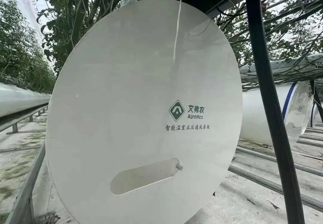 棚內28攝氏度!嘉興這里的數字農業車間很“清涼” 棚內28攝氏度!嘉興這里的數字農業車間很“清涼”