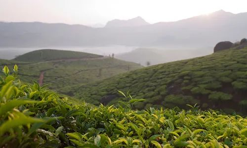 農業農村部:將推動建立茶葉全產業鏈標準體系 農業農村部:將推動建立茶葉全產業鏈標準體系