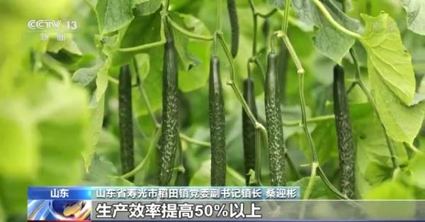 科技賦能“菜籃子”！看蔬菜大棚如何變身“綠色車間”