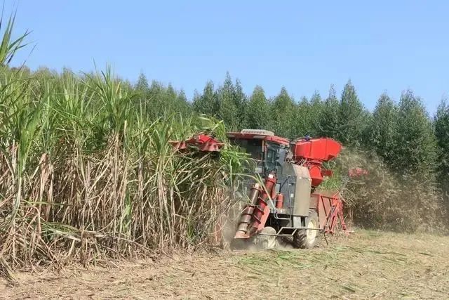 廣西糖料蔗機械化作業補貼使用資金同比大幅增長 廣西糖料蔗機械化作業補貼使用資金同比大幅增長